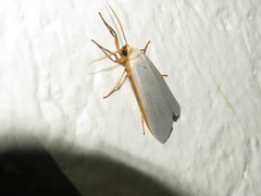Agylla nivea