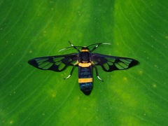 Amata sperbius