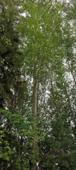 Populus tremula