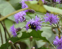 Bombus transversalis