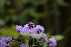 Bombus transversalis