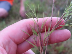 Dichanthelium aciculare