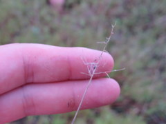 Dichanthelium aciculare