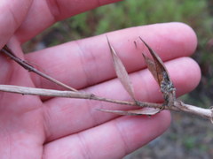 Dichanthelium aciculare