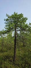 Pinus sylvestris