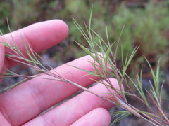 Dichanthelium aciculare