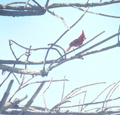 Cardinalis phoeniceus
