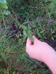 Desmodium obtusum