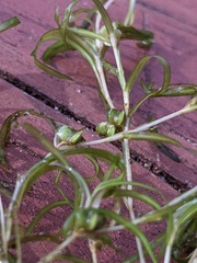 Potamogeton spirillus