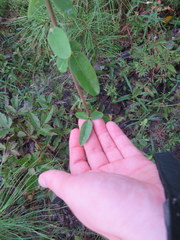 Desmodium obtusum