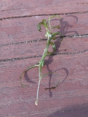 Potamogeton spirillus
