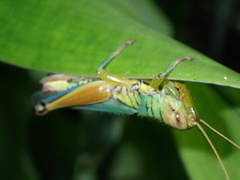 Hieroglyphus tonkinensis