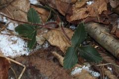 Fragaria virginiana grayana