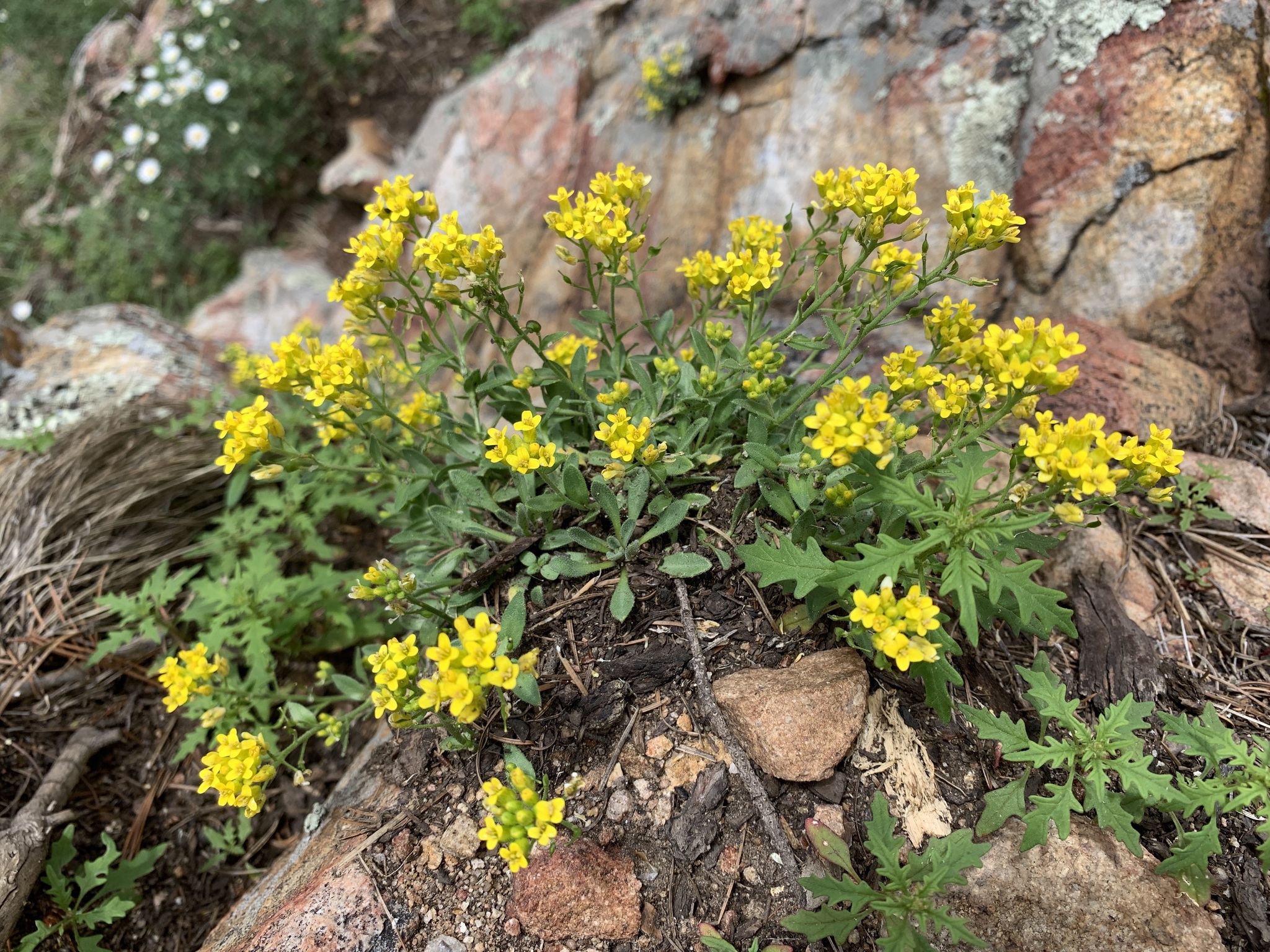 Draba helleriana