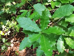 Quercus polymorpha
