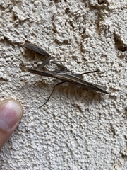 Eumantodea