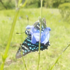 Phocides urania urania
