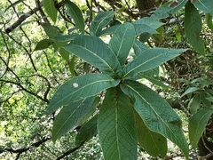 Quercus rysophylla