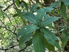 Quercus rysophylla
