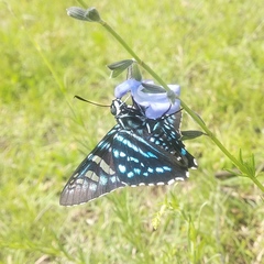 Phocides urania urania