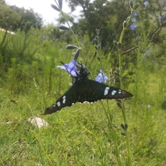 Phocides urania urania