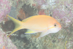 Pseudanthias pleurotaenia