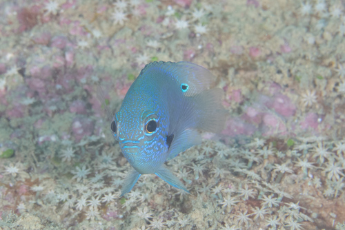 Blue-scribbled damsel (Pomacentrus nagasakiensis) — Pomacentridae — 4