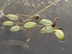 Potamogeton spirillus