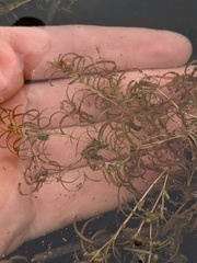 Potamogeton spirillus
