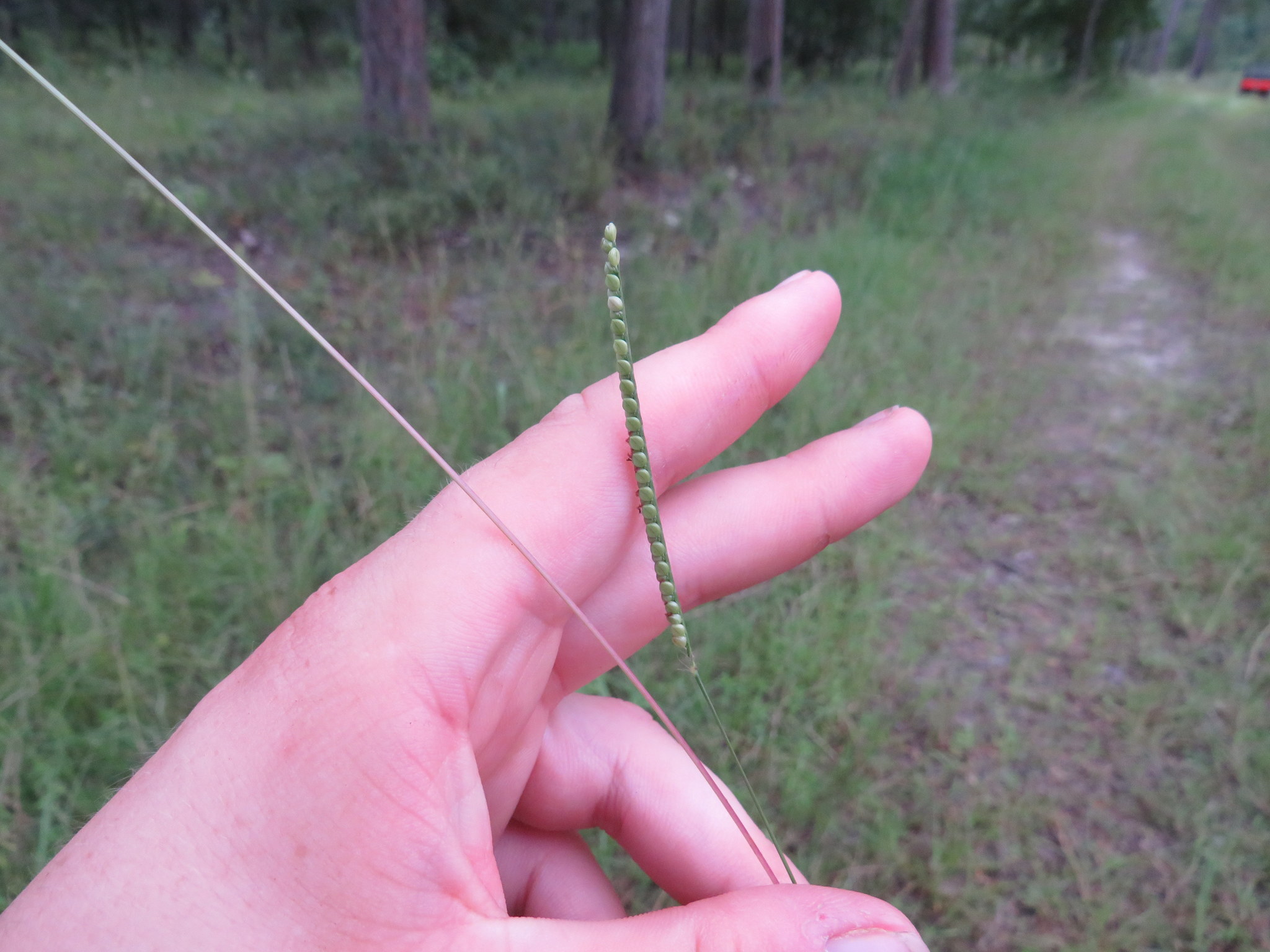Paspalum setaceum var. muhlenbergii