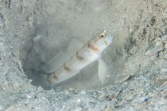 Amblyeleotris masuii