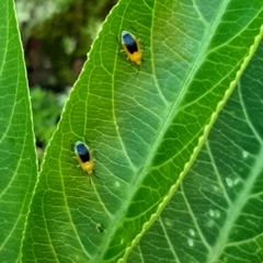 Neella frumentaria