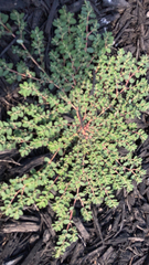Euphorbia prostrata