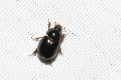 Hybosorinae