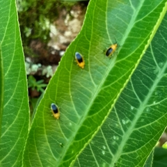 Neella frumentaria