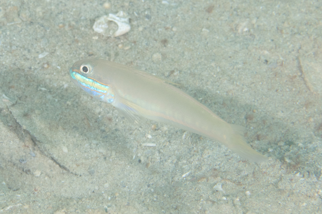 Randall's sleeper goby (Valenciennea randalli) — Gobiidae