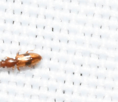 Cryptamorpha desjardinsi