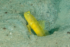 Cryptocentrus sericus
