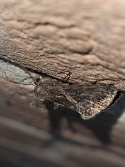 Ctenoplusia oxygramma