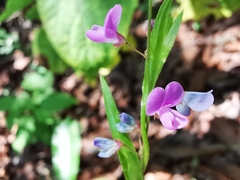 Desmodium psilophyllum