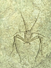 Hypochilus thorelli