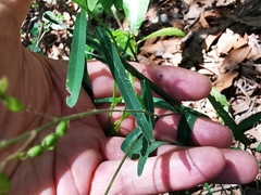 Desmodium psilophyllum