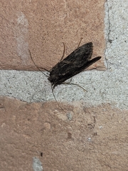 Ctenoplusia oxygramma