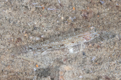 Macrodontogobius wilburi