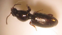 Dyschirius