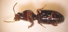 Dyschirius