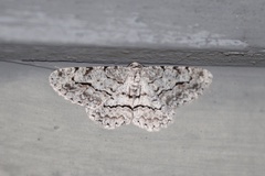 Stenoporpia pulmonaria