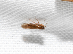Meristopsis rhamphis