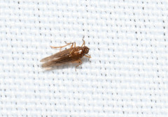 Meristopsis rhamphis