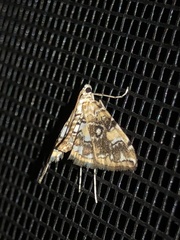 Elophila faulalis